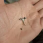 Piercing Arcade en Acier Chirurgical 316L Chauve-Souris Sertie d’une Opalite.