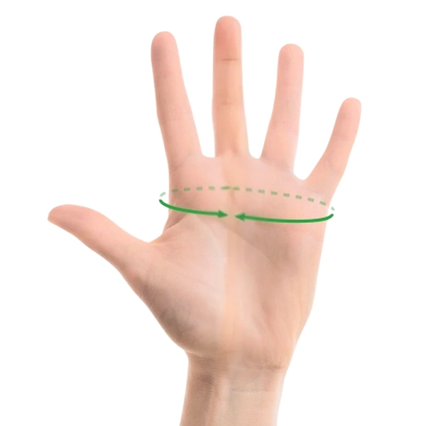 Circonférence de la paume.