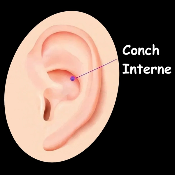 Piercing Conch Interne - Bijoux Cartilage Central.